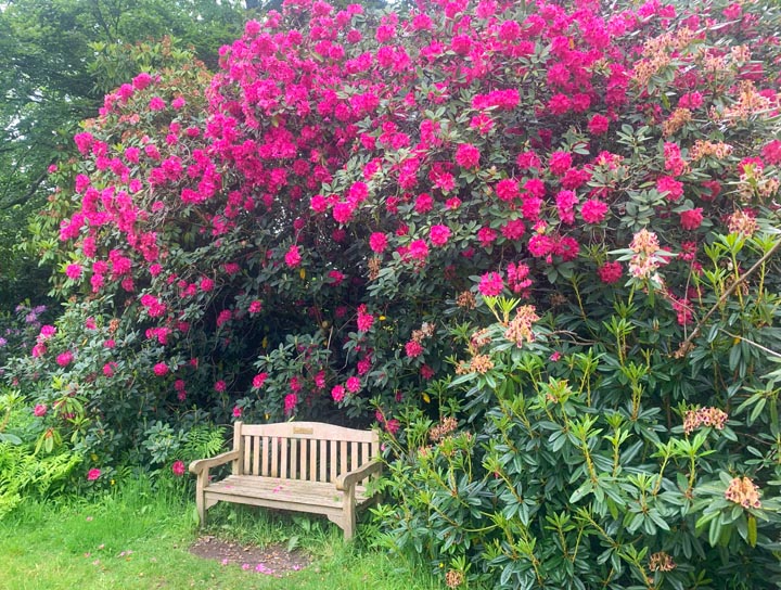 rhodedrons at Savill Gardens