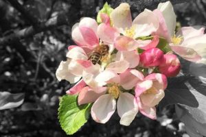 bee on apple blossom